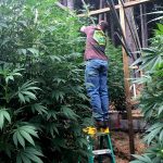 Legalizing pot seen hitting children, low-income communities hardest Legalizing pot seen hitting children, low-income communities hardest